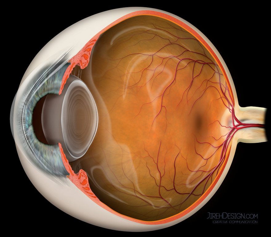 eye-anatomy-interactive